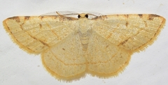 Stegania trimaculata