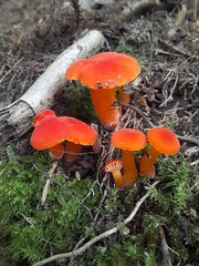 Hygrocybe miniata