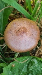 Chroogomphus rutilus