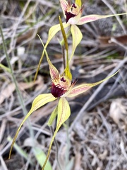 Caladenia pectinata