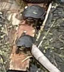 Chrysemys picta marginata