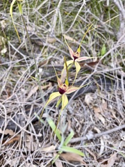 Caladenia pectinata