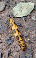 Marpesia petreus