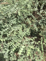 Hosackia crassifolia