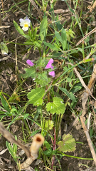 Lamium hybridum