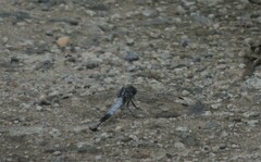 Orthetrum albistylum speciosum