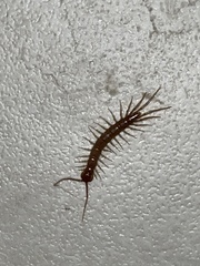 Lithobius forficatus