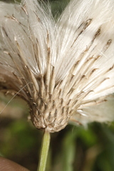 Cirsium arvense