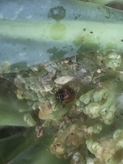 Bagrada hilaris