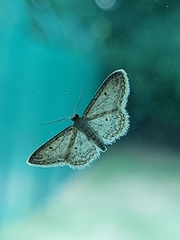 Idaea seriata