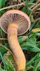 Chroogomphus rutilus