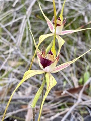 Caladenia pectinata