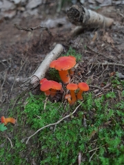 Hygrocybe miniata