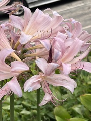 Lycoris squamigera