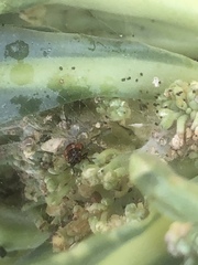 Bagrada hilaris