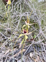 Caladenia pectinata