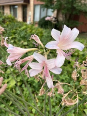 Lycoris squamigera