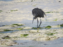 Egretta garzetta dimorpha