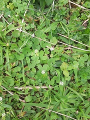 Hydrocotyle leucocephala