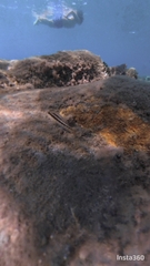 Parablennius pilicornis