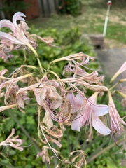 Lycoris squamigera