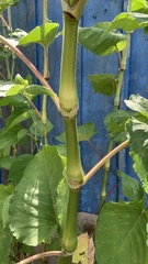 Persicaria orientalis