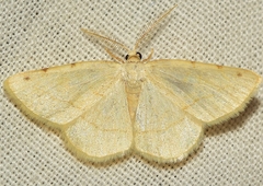 Stegania trimaculata