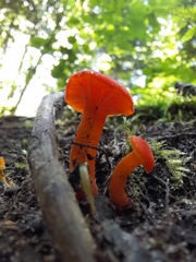 Hygrocybe miniata
