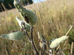 Lygaeus kalmii