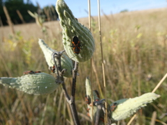 Lygaeus kalmii