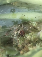 Bagrada hilaris