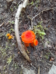 Hygrocybe miniata