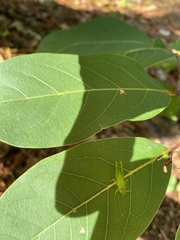 Schistocerca damnifica