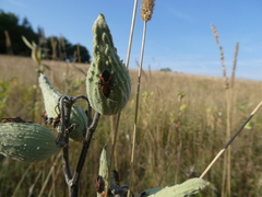 Lygaeus kalmii