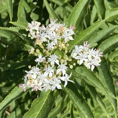Sambucus ebulus