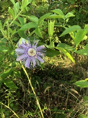 Passiflora incarnata