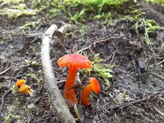 Hygrocybe miniata