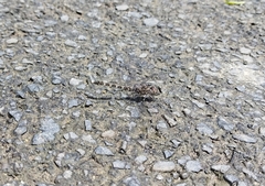 Bradinopyga geminata