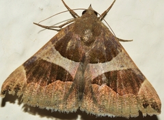 Dysgonia algira