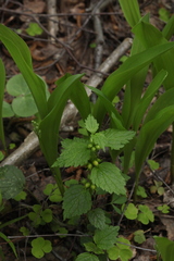 Lamium galeobdolon
