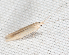 Coleophora