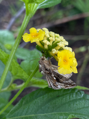 Chrysodeixis includens