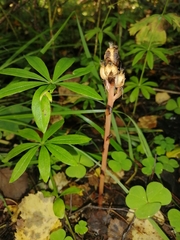 Monotropa hypopitys