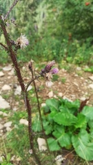 Cirsium