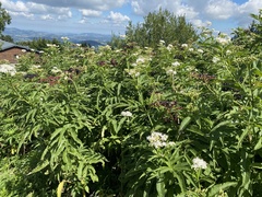 Sambucus ebulus