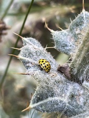 Psyllobora vigintiduopunctata