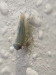 Graminella nigrifrons