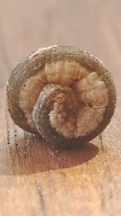 Noctuinae
