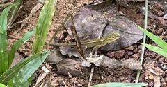 Calotes versicolor