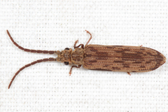 Tenomerga cinerea
